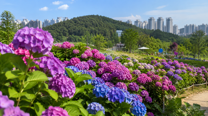 구미 다온숲 수국원 산책로와 여름 수국