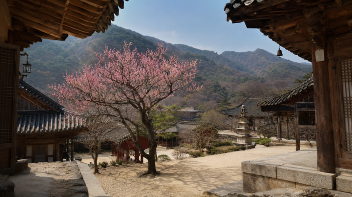 붉은 매화가 핀 구례 화엄사 산사 마당