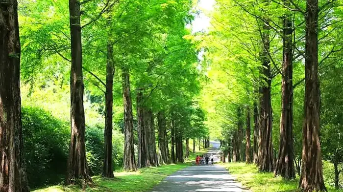 진주 경상남도수목원 메타세쿼이아 숲길