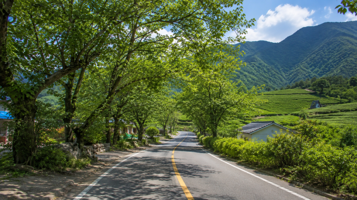 하동 화개동천 차밭과 산촌 길, 나무 그늘과 지리산 능선이 이어지는 풍경