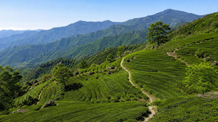 지리산 산비탈을 따라 층층이 이어지는 하동 화개동천 야생차밭