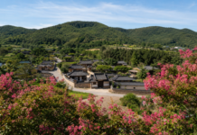 붉은 배롱나무가 돌담을 덮는 계절, 함안 고려동유적지의 여름 함안 고려동유적지 한옥 마을과 배롱나무꽃 전경