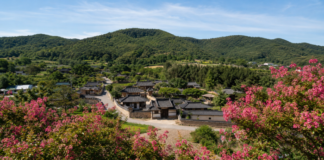 붉은 배롱나무가 돌담을 덮는 계절, 함안 고려동유적지의 여름 함안 고려동유적지 한옥 마을과 배롱나무꽃 전경