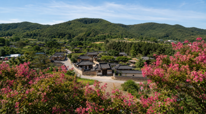 붉은 배롱나무가 돌담을 덮는 계절, 함안 고려동유적지의 여름 함안 고려동유적지 한옥 마을과 배롱나무꽃 전경