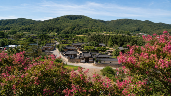 haman_goryeodong_baerongnamu_hanok_main 함안 고려동유적지 한옥 마을과 배롱나무꽃 전경
