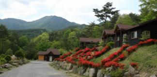 합천 오도산자연휴양림, 해발 700m 소나무숲 5인실 비수기 7만원 합천 오도산자연휴양림 소나무숲과 숲속의 집 전경