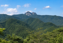 울창한 여름 숲 위로 솟은 홍천 가리산 세 암봉 전경