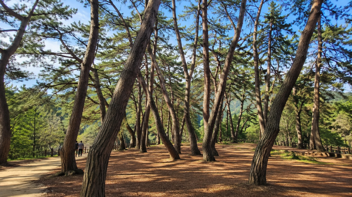 제천 의림지 제림 소나무 숲길과 그늘 산책로