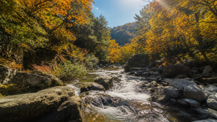 jeongseon-gariwangsan-recreation-forest-valley 정선 가리왕산자연휴양림 회동계곡을 흐르는 맑은 물과 울창한 숲