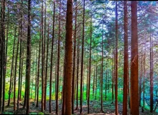 진주 숙호산의 곧게 뻗은 나무 사이로 이어지는 여름 숲길