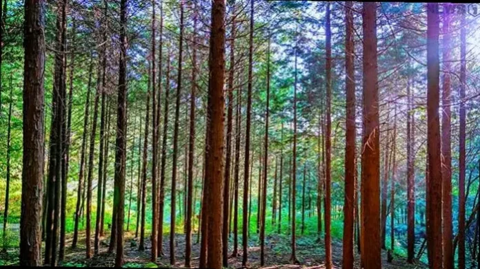 jinju-sukhosan-cypress-forest 진주 숙호산의 곧게 뻗은 나무 사이로 이어지는 여름 숲길