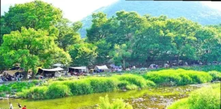 밀양 단장숲유원지, 300년 느티나무 아래 단장천 물놀이…입장료 무료·주차는 유료 밀양 단장숲유원지 느티나무 숲과 단장천에서 물놀이하는 피서객