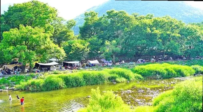 밀양 단장숲유원지, 300년 느티나무 아래 단장천 물놀이…입장료 무료·주차는 유료 밀양 단장숲유원지 느티나무 숲과 단장천에서 물놀이하는 피서객