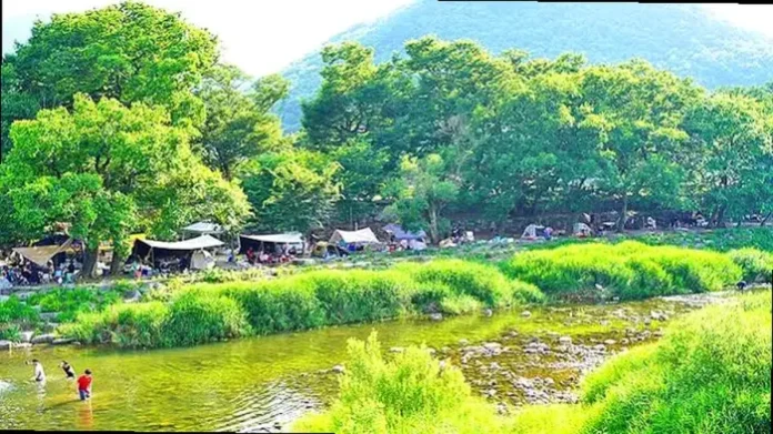 miryang-danjang-forest-riverside 밀양 단장숲유원지 느티나무 숲과 단장천에서 물놀이하는 피서객