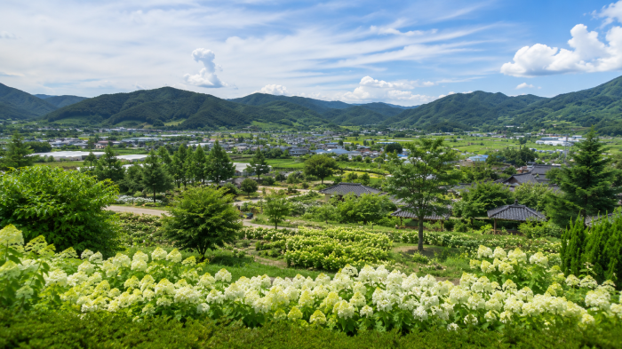 옥천묘목공원 수국밭 너머로 보이는 이원면 산골 마을과 들녘