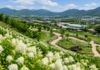 옥천묘목공원 수국 3만 주, 입장료 없이 만나는 6만 평 여름 정원 옥천묘목공원 전망대에서 내려다본 흰 수국 군락과 이원면 들녘 풍경