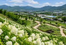 옥천묘목공원 수국 3만 주, 입장료 없이 만나는 6만 평 여름 정원 옥천묘목공원 전망대에서 내려다본 흰 수국 군락과 이원면 들녘 풍경