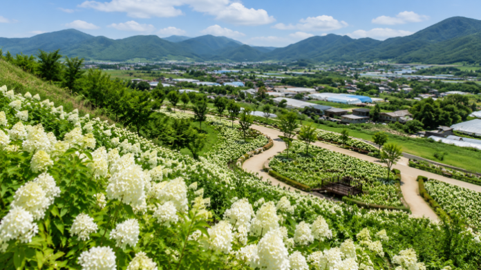 okcheon_tree_park_white_hydrangea_viewpoint 옥천묘목공원 전망대에서 내려다본 흰 수국 군락과 이원면 들녘 풍경