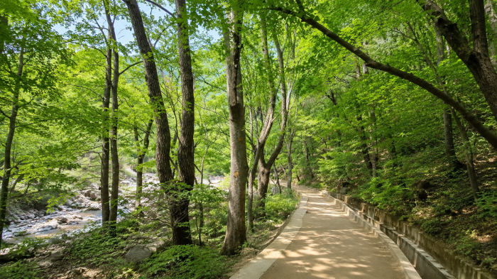 내연산 보경사 계곡 옆 숲그늘 산책로