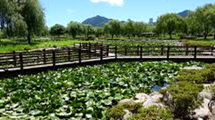 부산 삼락생태공원 연못 사이 목재 데크 산책로