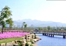 부산 삼락생태공원 수로와 목재 다리, 여름 꽃밭
