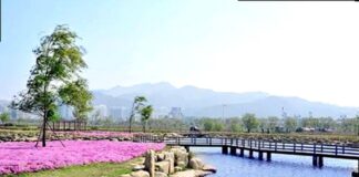 부산 삼락생태공원 연꽃단지, 10개 연못 붉게 물드는 7월 무료 산책 부산 삼락생태공원 수로와 목재 다리, 여름 꽃밭