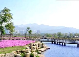 부산 삼락생태공원 수로와 목재 다리, 여름 꽃밭