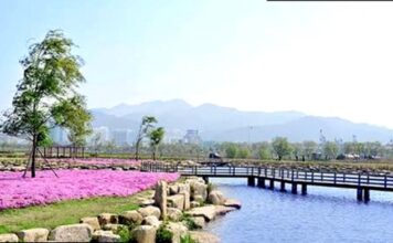 부산 삼락생태공원 수로와 목재 다리, 여름 꽃밭