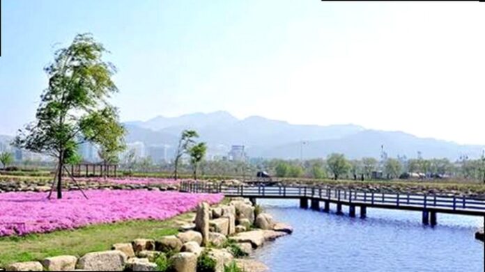 부산 삼락생태공원 수로와 목재 다리, 여름 꽃밭