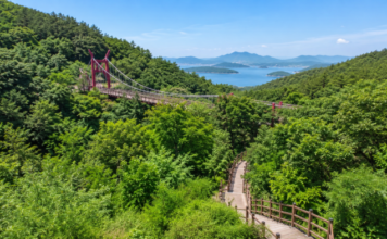 울창한 숲과 서해를 배경으로 이어지는 석모도수목원 출렁다리