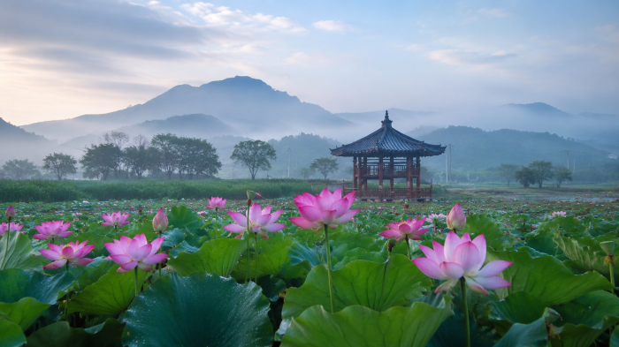 시흥 연꽃테마파크 산책로와 수면을 덮은 연잎 풍경