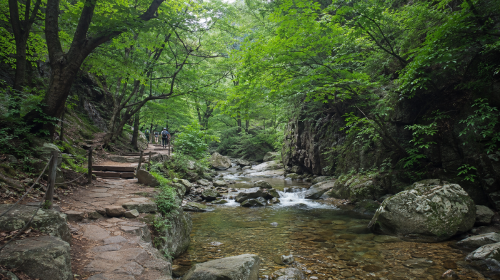 대둔산 수락계곡의 맑은 물길을 따라 이어지는 숲속 탐방로
