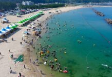 울진 구산해수욕장 백사장과 송림이 어우러진 여름 풍경