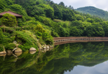 완도수목원, 성인 2천원에 2,033ha 난대림·아열대온실 걷는 남도 숲 여행 완도수목원 대문저수지와 난대림, 수변데크 전경