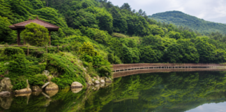 완도수목원 대문저수지와 난대림, 수변데크 전경