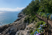 완도 약산 해안 치유의 숲, 60ha 난대림과 다도해…바다 보며 걷는 무료 숲길 난대림 숲길과 다도해가 맞닿은 완도 약산 해안 치유의 숲