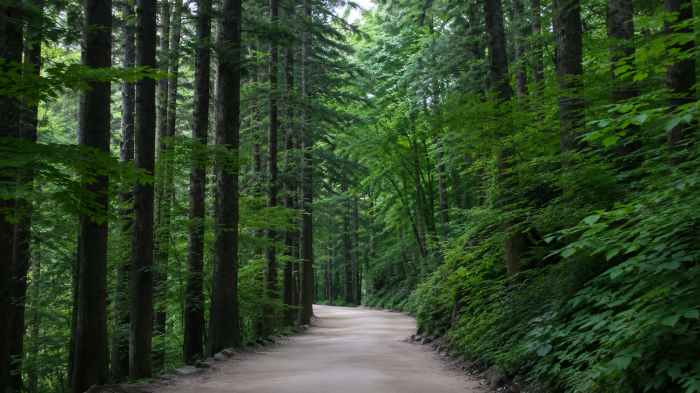 짙은 녹음과 높은 전나무 사이로 이어지는 월정사 숲길