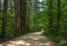 평창 월정사 전나무숲길, 1700그루가 만든 1km 여름 숲캉스 평창 오대산 월정사 전나무숲길의 울창한 여름 산책로