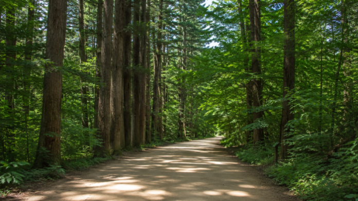 woljeongsa-fir-forest-summer-path 평창 오대산 월정사 전나무숲길의 울창한 여름 산책로