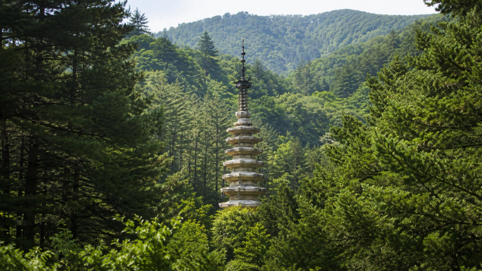오대산 숲을 배경으로 솟은 월정사 팔각 구층석탑