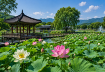 양평 세미원, 여름 연꽃으로 물드는 경기도 제1호 지방정원 양평 세미원 연꽃문화제에서 넓은 연못을 가득 채운 연잎과 연꽃이 피어 있는 여름 정원 풍경