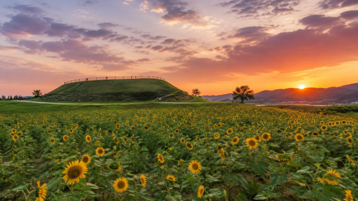 yeoncheon-horogoru-sunflower-sunset 연천 호로고루 고구려 성벽과 해바라기밭에 내려앉은 여름 노을