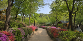 용인자연휴양림 입장료 2,000원…계곡·숲길·캠핑 즐기는 수도권 휴양지 용인자연휴양림 숲길과 숙박동이 어우러진 여름 풍경