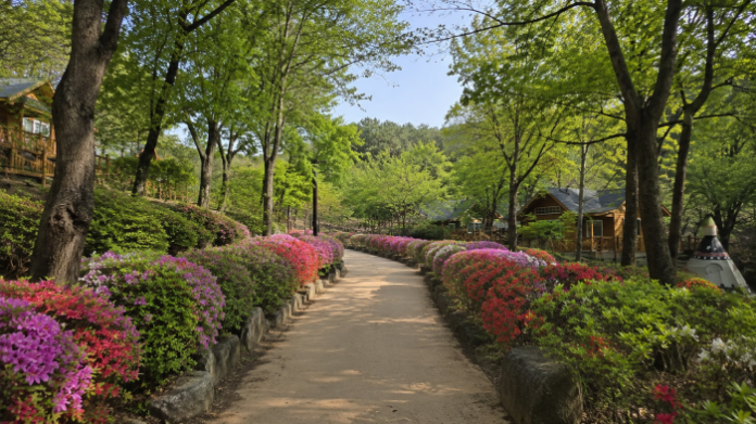yongin-recreation-forest-summer-trail 용인자연휴양림 숲길과 숙박동이 어우러진 여름 풍경