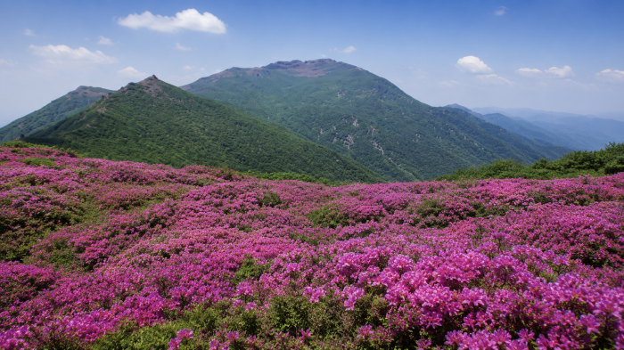 분홍빛 철쭉이 펼쳐진 무등산 능선과 산봉우리