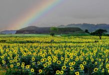 “집에 걸어두면 돈 들어온다는데”…연천 호로고루 해바라기 절정 무지개 아래 연천 호로고루 고구려 성벽과 해바라기 꽃밭