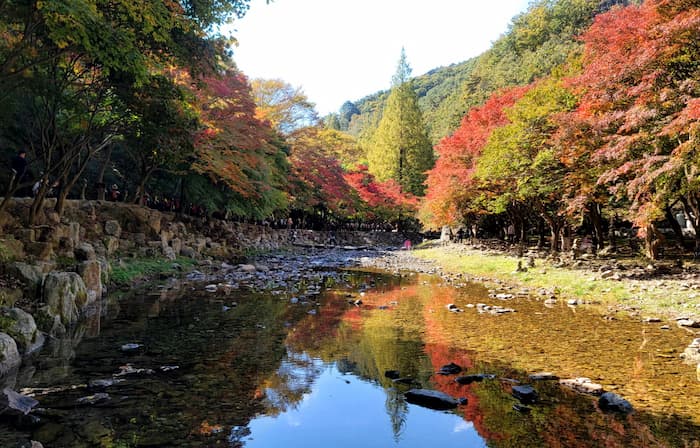강천산 계곡 물에 붉고 노란 가을 단풍이 비친 풍경
