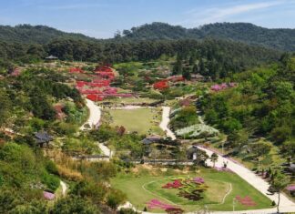 태안 안면도자연휴양림, 바다만 보고 가면 놓친다…100년 안면송 숲과 42ha 수목원 한 번에 숲과 정원이 넓게 펼쳐진 안면도수목원 전경