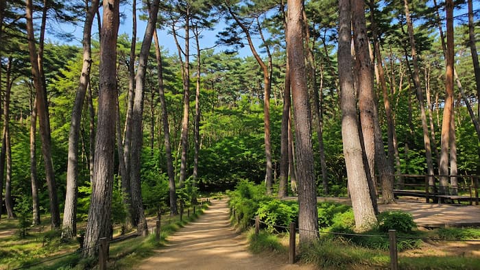 안면도자연휴양림의 울창한 안면송 숲길