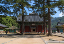 속리산 법주사 금동미륵대불과 팔상전